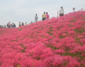 彼岸花祭り